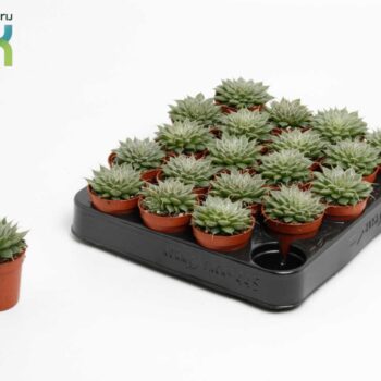 Graptopetalum Rusbyi