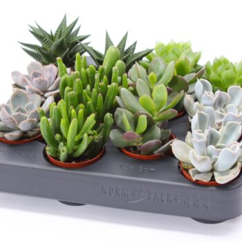 Succulent mix 5,5 XXL UK - NON CITES