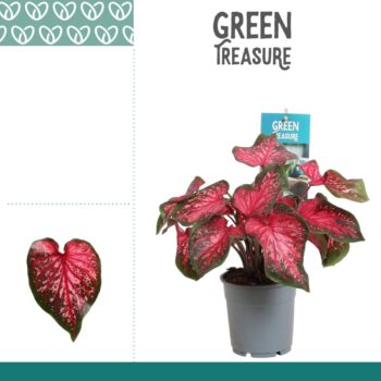 Caladium Scarlet Flame