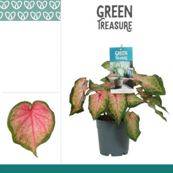 Caladium Chinook