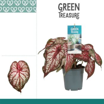 Caladium Xplosion