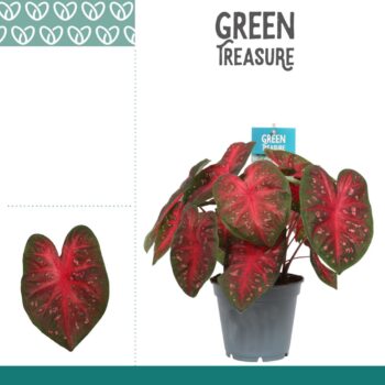 Caladium Fast Flash