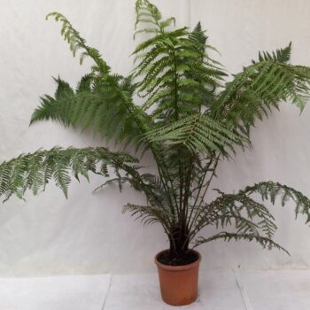 Dicksonia Antarctica