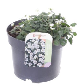 Erodium reichardii Album