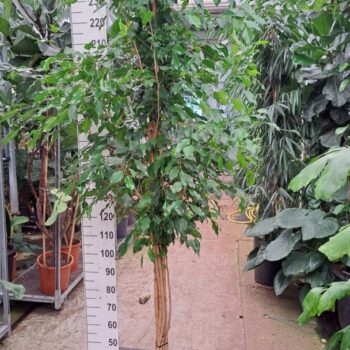 Ficus Benjamina Exotica