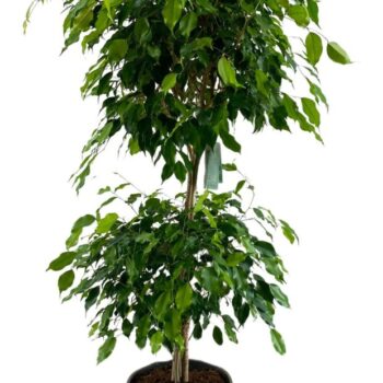 Ficus Benjamina Exotica