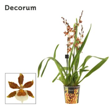 Cambria 3 tak Gold Rush