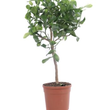Citrus Limon 20 cm