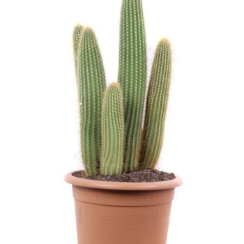 Vatricania Guentheri