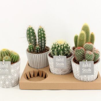 Cactus Mix In Star pot