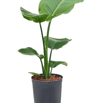 Strelitzia nicolai 1pp