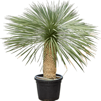 Yucca rostrata (190-200) Stem (70-80)