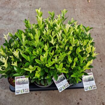 Euonymus jap. Himalaya