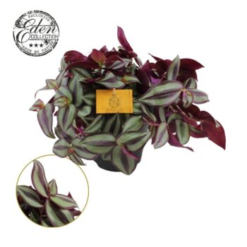 Tradescantia Zebrina