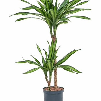 Dracaena fragrans 'Riki' 45-15