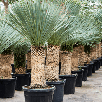 Yucca rostrata (170-200) Stem (60-80)