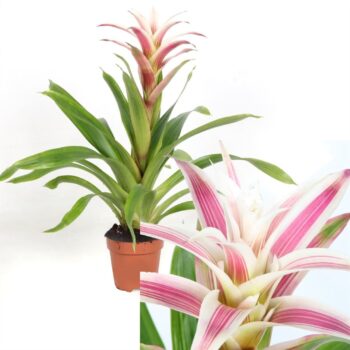 Guzmania Linea Pink