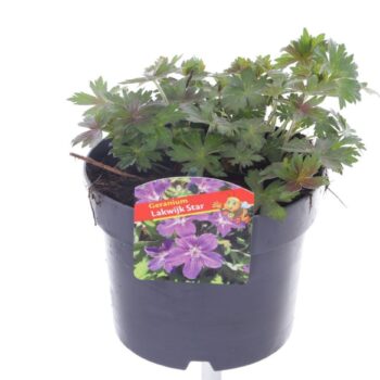 Geranium wlas. Lakwijk Star