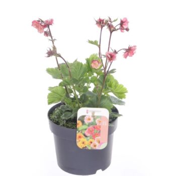 Geum Pink Petticoats