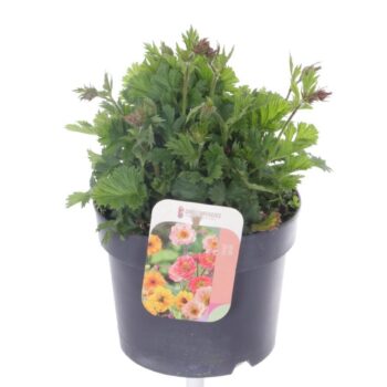 Geum coccineum Nonna