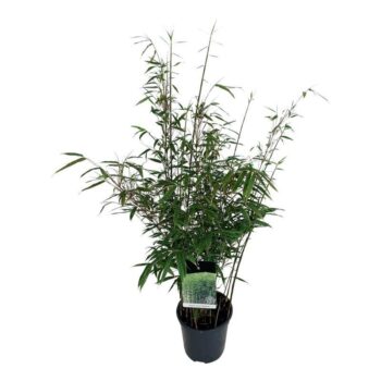 Fargesia robusta 'Wenchuan'