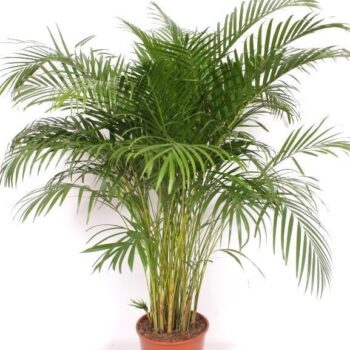 Dypsis lutescens 'Areca'