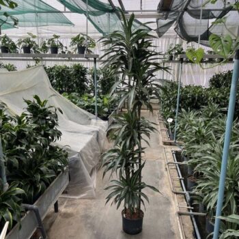 Dracaena warn twin (150/120/90/60/30) 25/19 h220/230