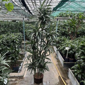 Dracaena warn twin caroussel 9pp 32/19 h240