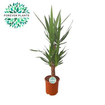 Yucca 60+30, 2-STAM (2+ KOP)