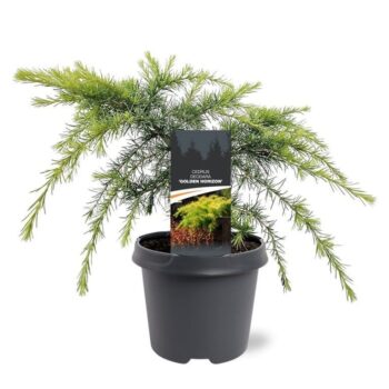 Cedrus deodara 'Golden Horizon'