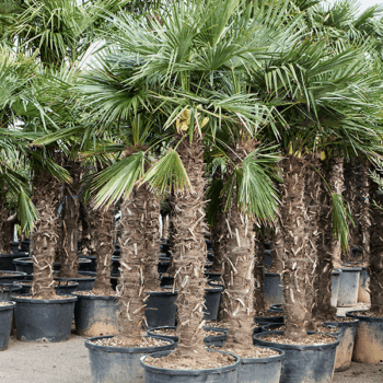 Trachycarpus fortunei (260-300) Stem (140-160)