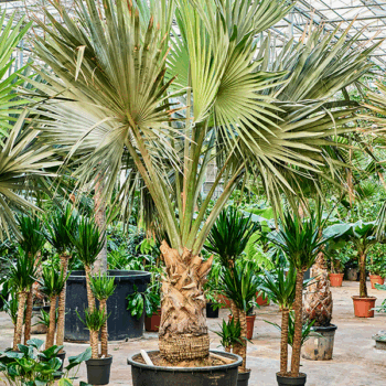 Bismarckia nobilis (300-400) Stem (60-80)