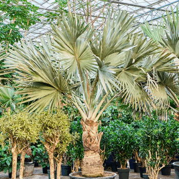 Bismarckia nobilis Stem (100-120)