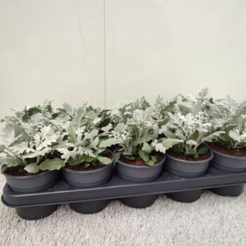 Senecio Cineraria in kweekpot