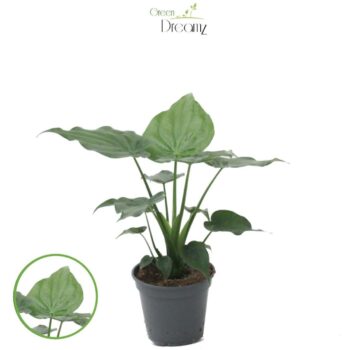 Alocasia cucullata