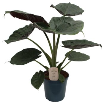 Alocasia Wenti