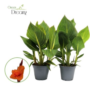 Canna Pretoria Zonder Bloem