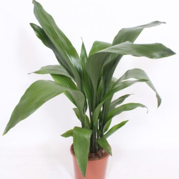 Aspidistra elatior