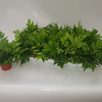 Cyrtomium Fortunei Clivicola