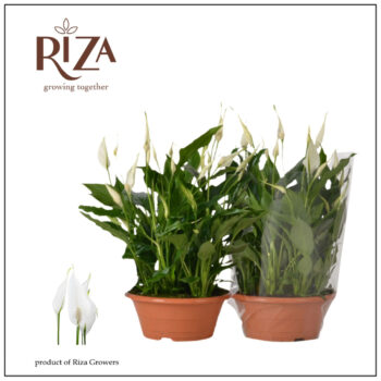 Spathiphyllum Bellini - 23 cm schaal