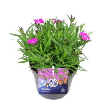 Dianthus caryophyllus Ariana