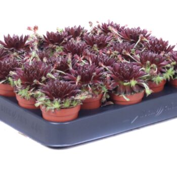 Sempervivum Arachnoideum