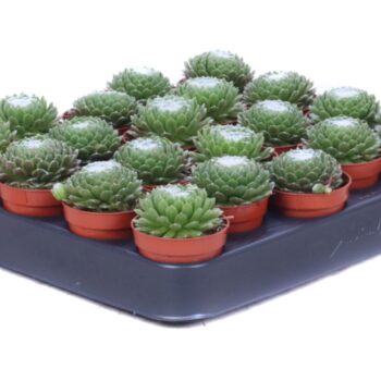 Sempervivum Arachnoideum