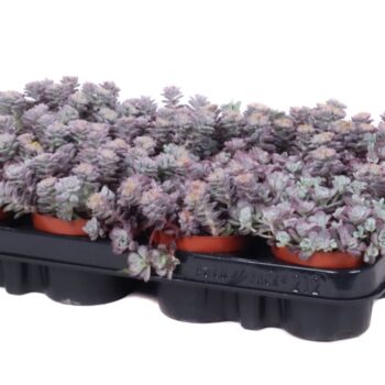 Sedum Spathulifoliu