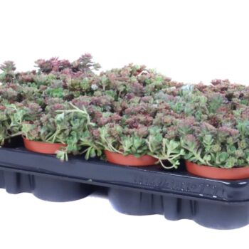 Sedum spathulifolium green