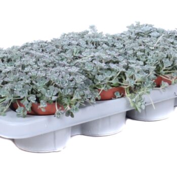 Sedum spathulifolium blanco