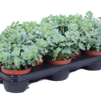 Sedum Sieboldii