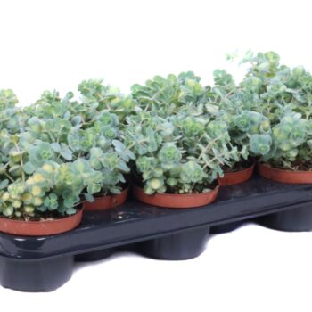 Sedum sieboldii mediovariegatum
