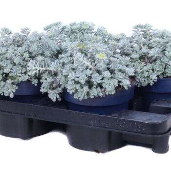 Sedum Spathulifolium Blanco