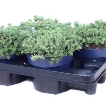 Sedum Spathulifoliu Blanco